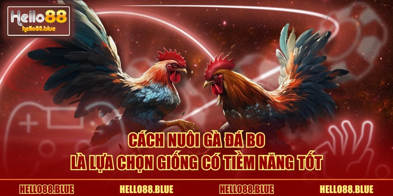 Cách nuôi gà đá bo là lựa chọn giống có tiềm năng tốt