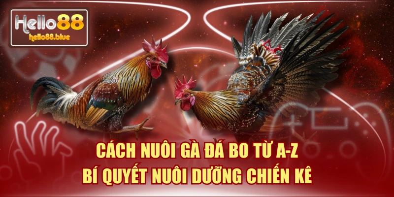 Cách Nuôi Gà Đá Bo Từ A-Z | Bí Quyết Nuôi Dưỡng Chiến Kê