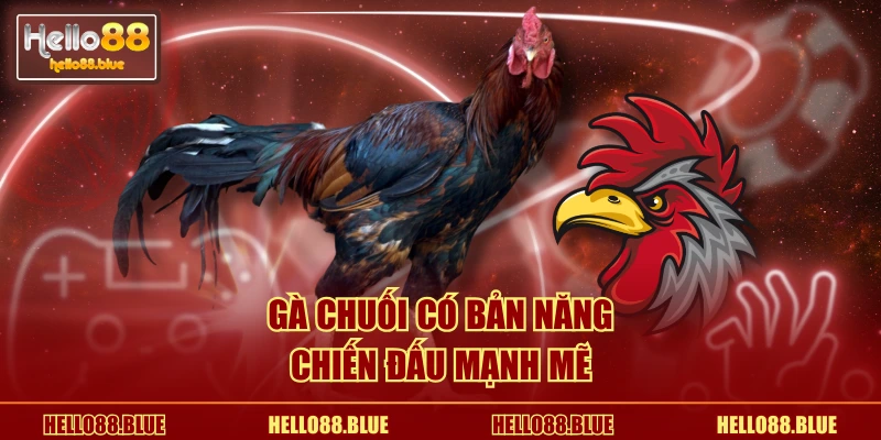 Gà Chuối có bản năng chiến đấu mạnh mẽ