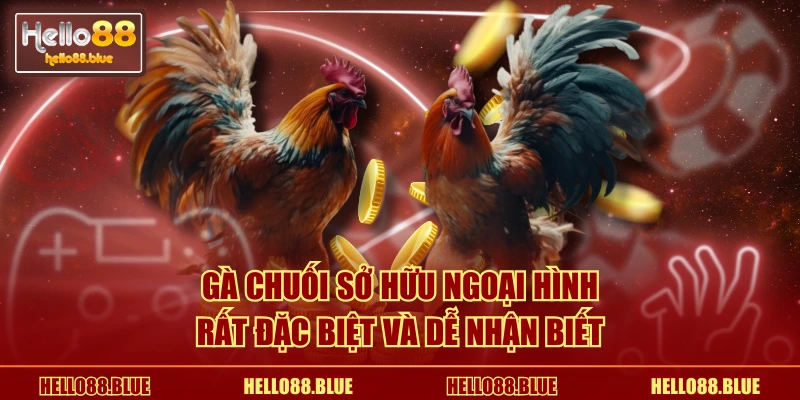 Gà Chuối sở hữu ngoại hình rất đặc biệt và dễ nhận biết