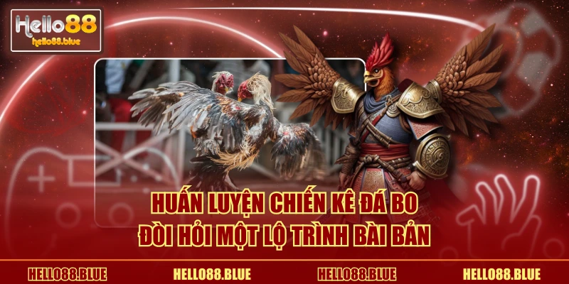 Huấn luyện chiến kê đá bo đòi hỏi một lộ trình bài bản