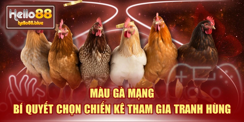 Màu Gà Mạng | Bí Quyết Chọn Chiến Kê Tham Gia Tranh Hùng