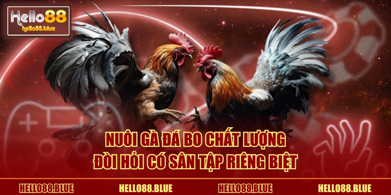 Nuôi gà đá bo chất lượng đòi hỏi có sân tập riêng biệt